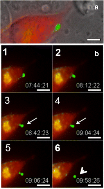 Fig. 6