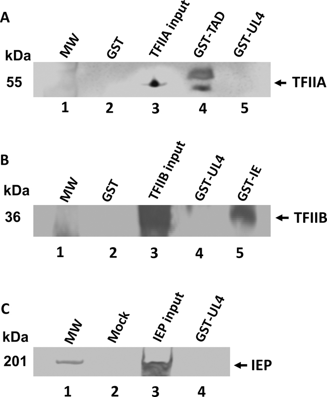 Fig. 5.