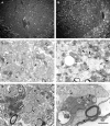 Fig. 10