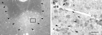 Fig. 11