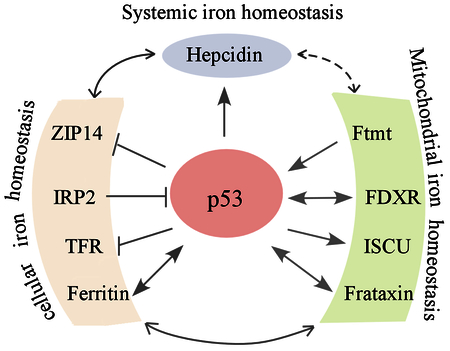 graphic file with name nihms-986508-f0001.jpg