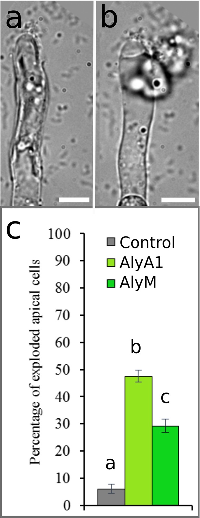 Figure 11