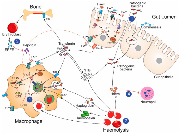 Figure 2