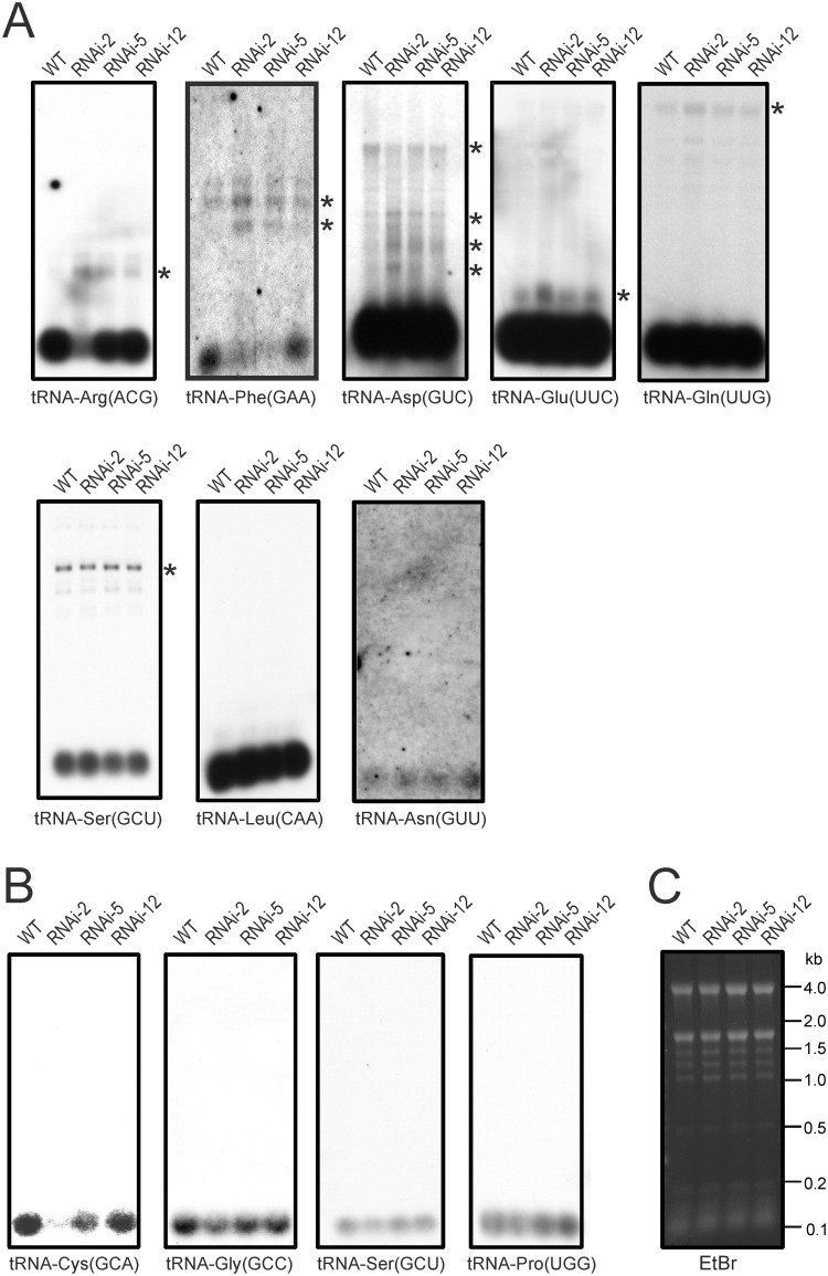 Fig 5