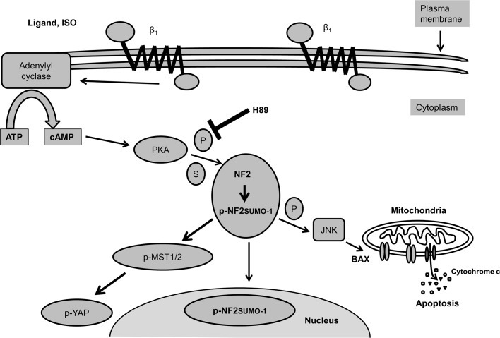 Fig 10