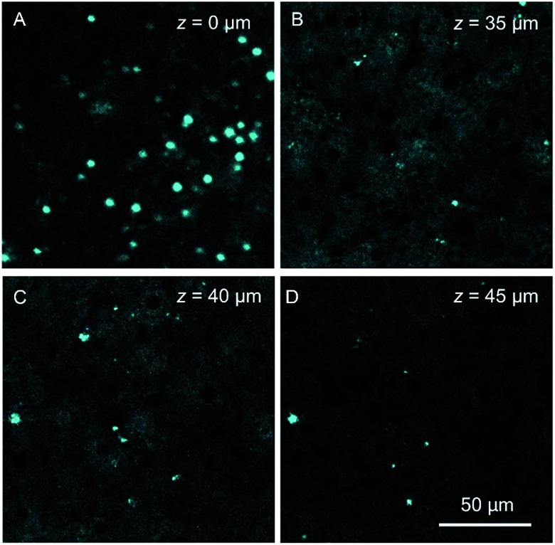 Fig. 8