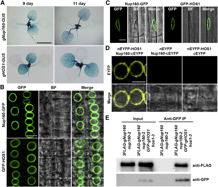 Figure 4