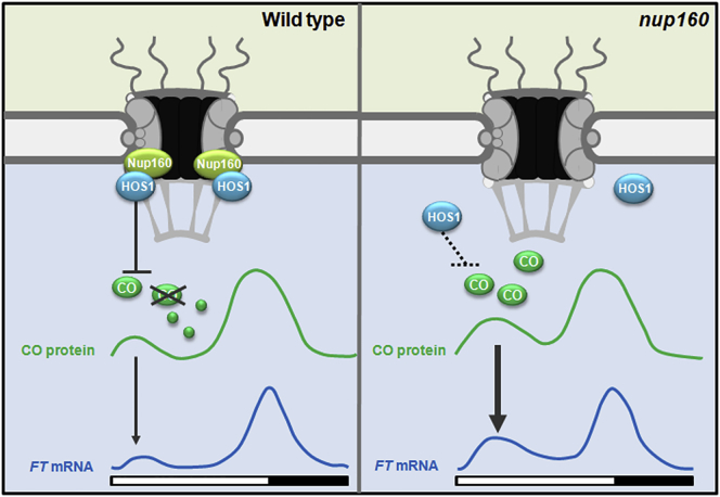 Figure 7