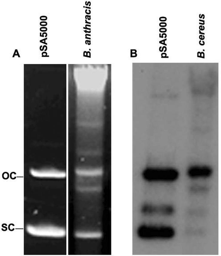 FIG. 5.