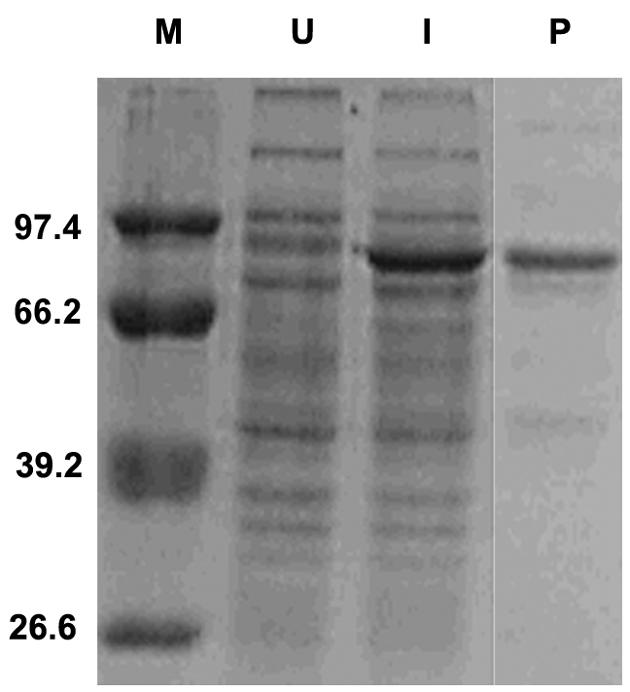 FIG. 1.