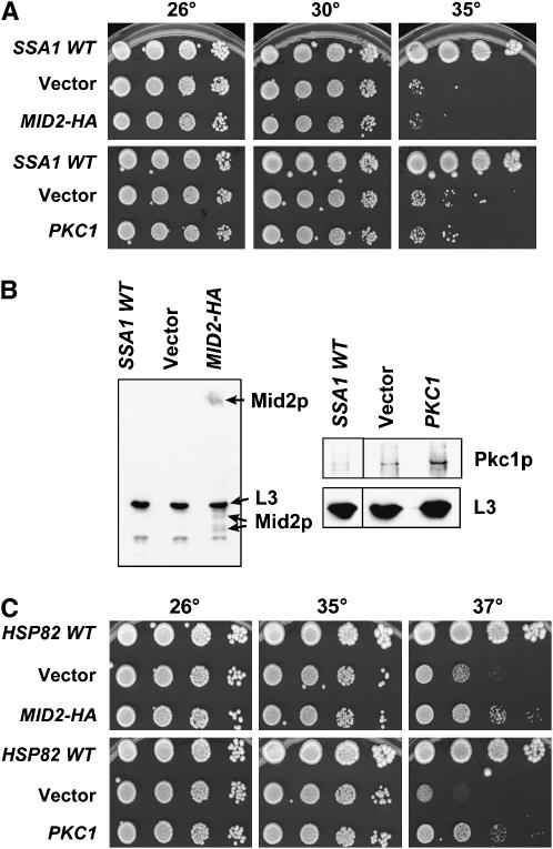 Figure 5.—