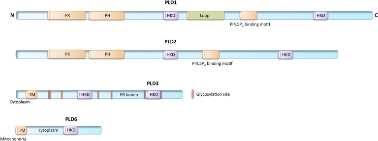 Fig. 2.