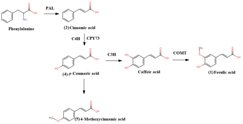 Figure 5