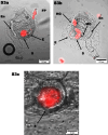 Figure 3—figure supplement 1.