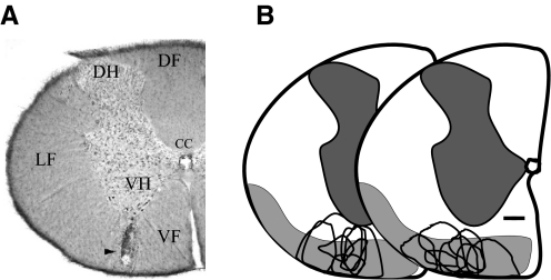 FIG. 1.