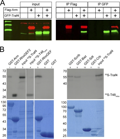 Fig. 9.