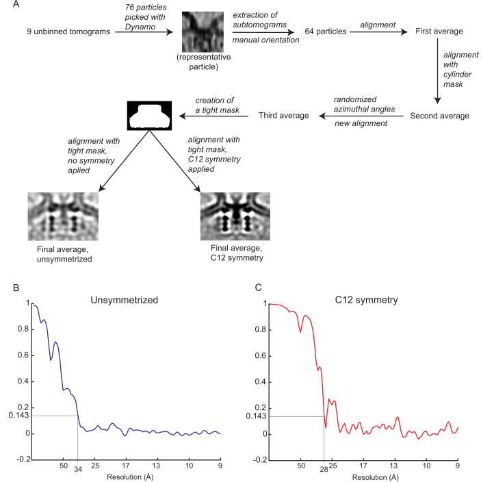 Figure 2—figure supplement 1.