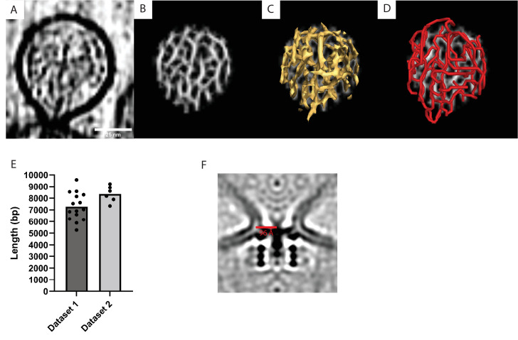 Figure 4—figure supplement 1.