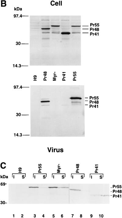 FIG. 1