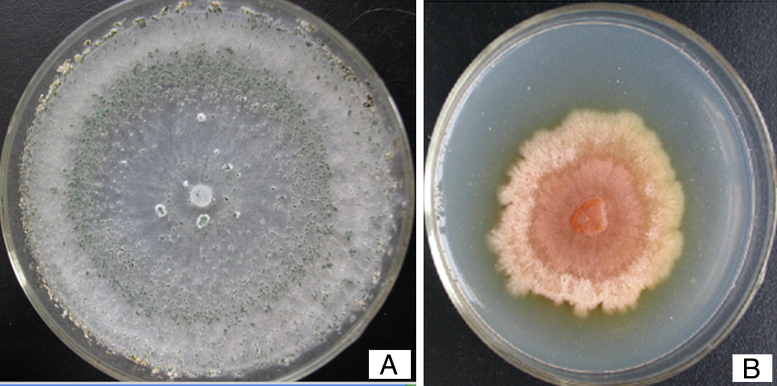 Fig. 8