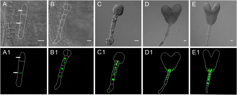 Fig. S1.