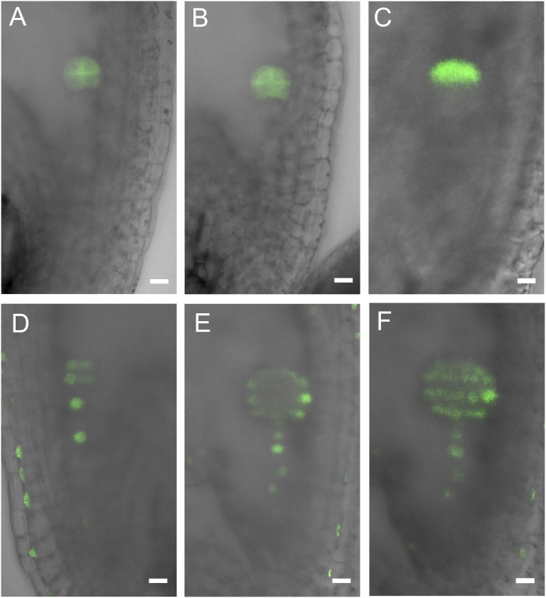 Fig. S6.