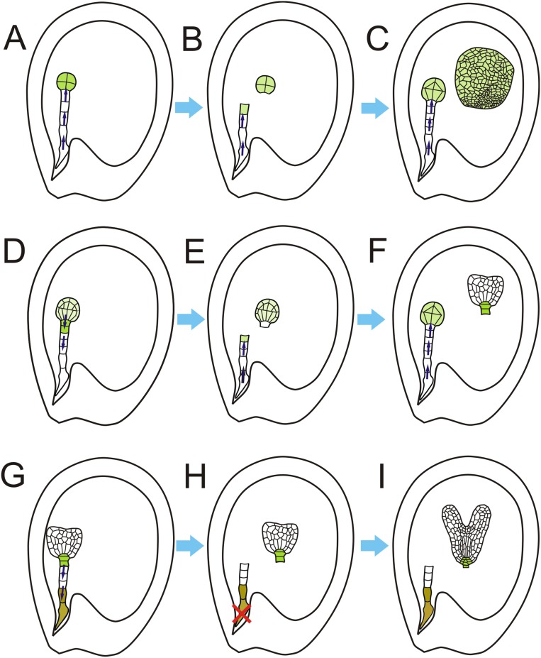 Fig. S8.