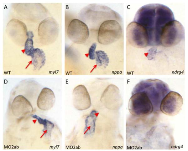 Fig. 10