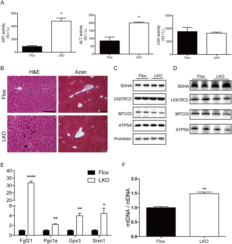 Fig 8