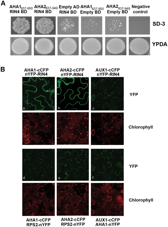 RIN4 Functions with Plasma Membrane H+-ATPases to Regulate Stomatal ...