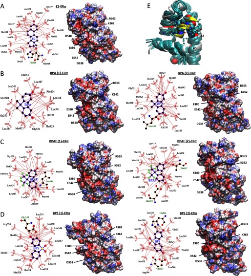 Figures 5A, 5B, 5C, and 5D are ligand interactions from MD simulations of E2, BPA, BPAF, and BPS, respectively. Figure 5E is a comparison of the structures.