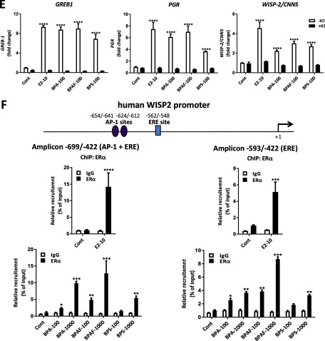 Figure 1A shows chemical structures of 17 beta estradiol; ICI 182,780; Bisphenol A, Bisphenol AF, and Bisphenol S. Figure 1B comprises two plots respectively showing activation in Ishikawa cells stably expressing ER alpha cells and vector cells, plotting relative luc activity (fold change) (y-axis) across concentration (log[nanomolar]) (x-axis) for E2, BPA, BPAF, and BPS. Figures 1C and 1D plot the same for two plots showing activation of endogenous ER MCF-7 and BG-1 FR cells and HepG2 cells transfected with ER alpha and ER beta, respectively. Figure 1E comprises three bar graphs with standard error of the mean respectively plotting GREB1, PGR, and WISP-2/CNN5 (y-axis) treated with control, E2 10, BPA 100, BPAF 100, and BPS 100 (x-axis) for negative ICI and positive ICI. Figure 1F comprises two parts. The first part presents two bar graphs with standard error of the mean respectively plotting relative recruitment (percentage of input) (y-axis) treated with control and E2 10 (x-axis) for IgG and ER alpha under amplicon negative 699 virgule negative 422 (AP 1 plus ERE) and amplicon negative 593 virgule negative 422 (ERE). The second part presents the same data respectively plotting relative recruitment (percentage of input) (y-axis) treated with control, BPA 100, BPA 1000, BPAF 100, BPAF 1000, BPAS 100, and BPAS 1000 (x-axis).