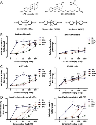 Figure 1A shows chemical structures of 17 beta estradiol; ICI 182,780; Bisphenol A, Bisphenol AF, and Bisphenol S. Figure 1B comprises two plots respectively showing activation in Ishikawa cells stably expressing ER alpha cells and vector cells, plotting relative luc activity (fold change) (y-axis) across concentration (log[nanomolar]) (x-axis) for E2, BPA, BPAF, and BPS. Figures 1C and 1D plot the same for two plots showing activation of endogenous ER MCF-7 and BG-1 FR cells and HepG2 cells transfected with ER alpha and ER beta, respectively. Figure 1E comprises three bar graphs with standard error of the mean respectively plotting GREB1, PGR, and WISP-2/CNN5 (y-axis) treated with control, E2 10, BPA 100, BPAF 100, and BPS 100 (x-axis) for negative ICI and positive ICI. Figure 1F comprises two parts. The first part presents two bar graphs with standard error of the mean respectively plotting relative recruitment (percentage of input) (y-axis) treated with control and E2 10 (x-axis) for IgG and ER alpha under amplicon negative 699 virgule negative 422 (AP 1 plus ERE) and amplicon negative 593 virgule negative 422 (ERE). The second part presents the same data respectively plotting relative recruitment (percentage of input) (y-axis) treated with control, BPA 100, BPA 1000, BPAF 100, BPAF 1000, BPAS 100, and BPAS 1000 (x-axis).