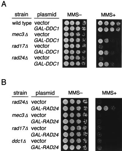 FIG. 7