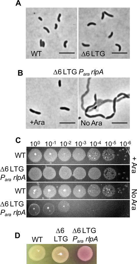 Fig 1.