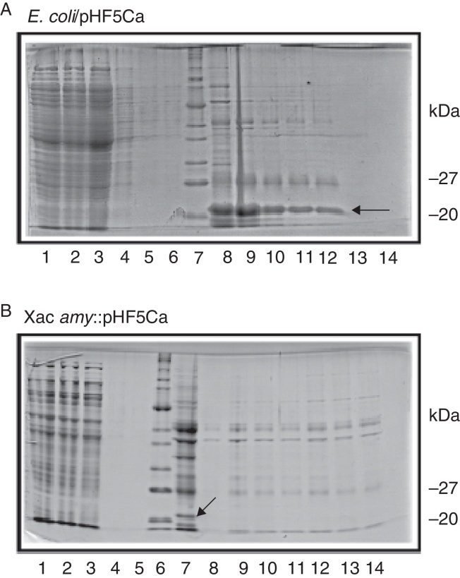 Fig. 5