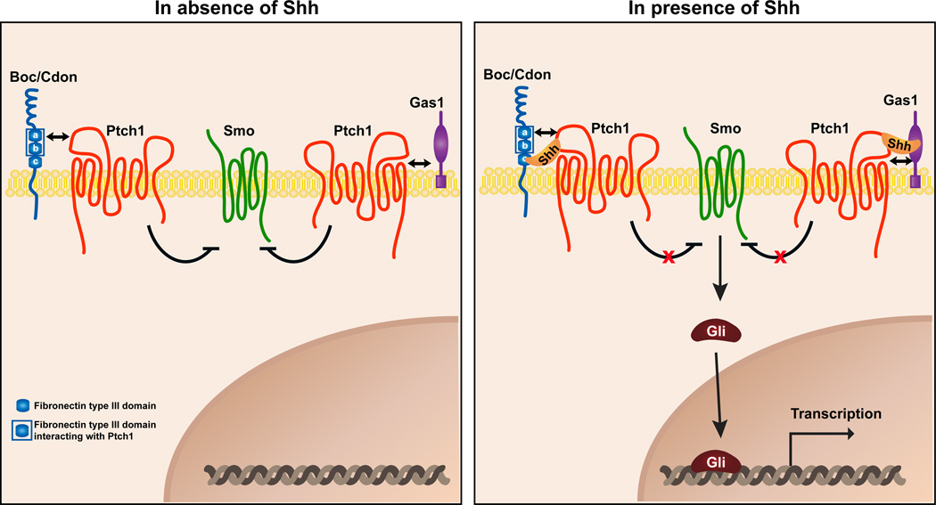 Figure 7