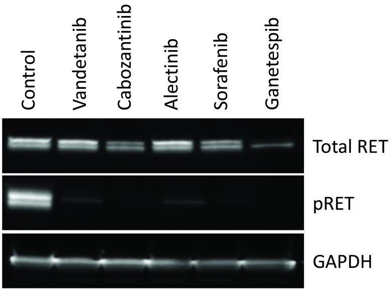 Supplementary Figure 3. 