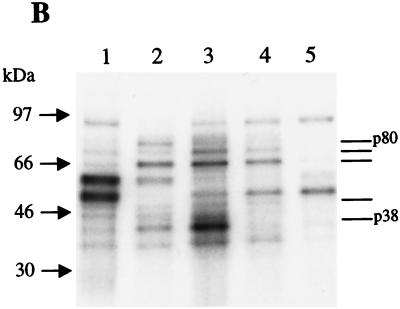 FIG. 5