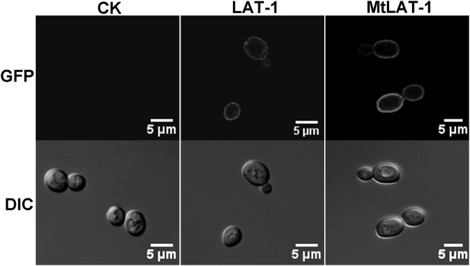 FIG 1