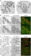 Fig. 6.