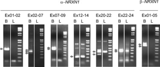 Figure 5