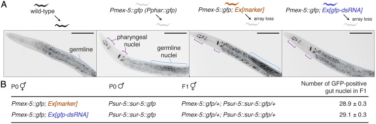 Fig. 5.