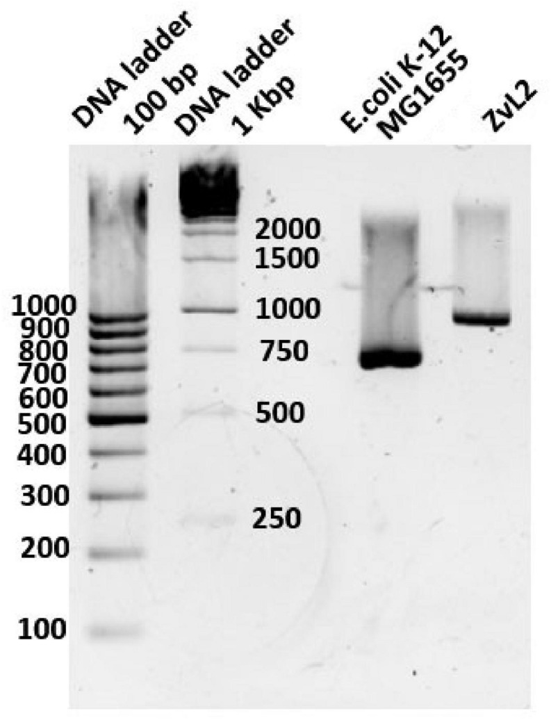 FIGURE 3