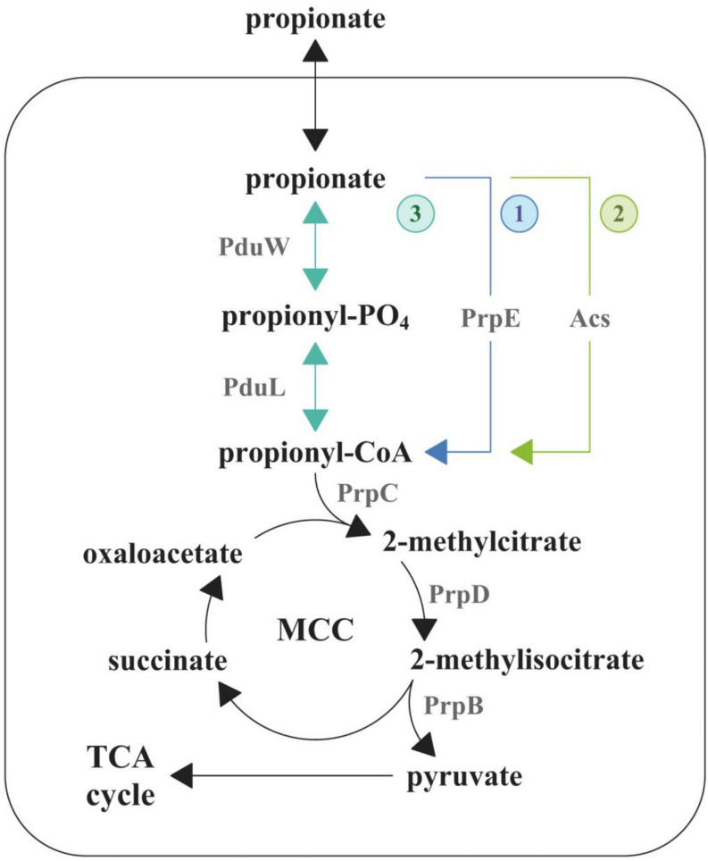 FIGURE 1