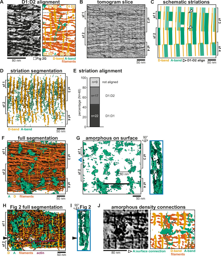 Figure 2—figure supplement 2.