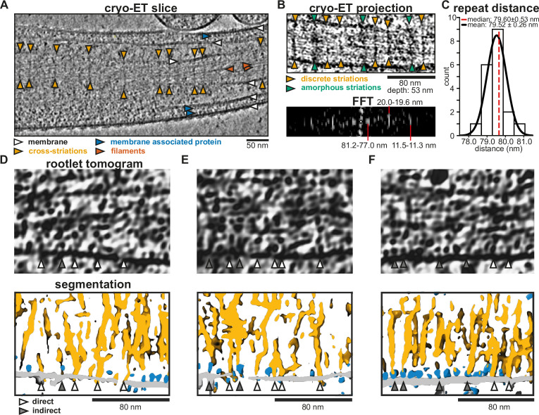 Figure 1—figure supplement 1.