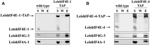 Figure 5.