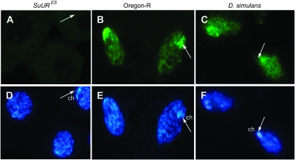 Figure 2.—