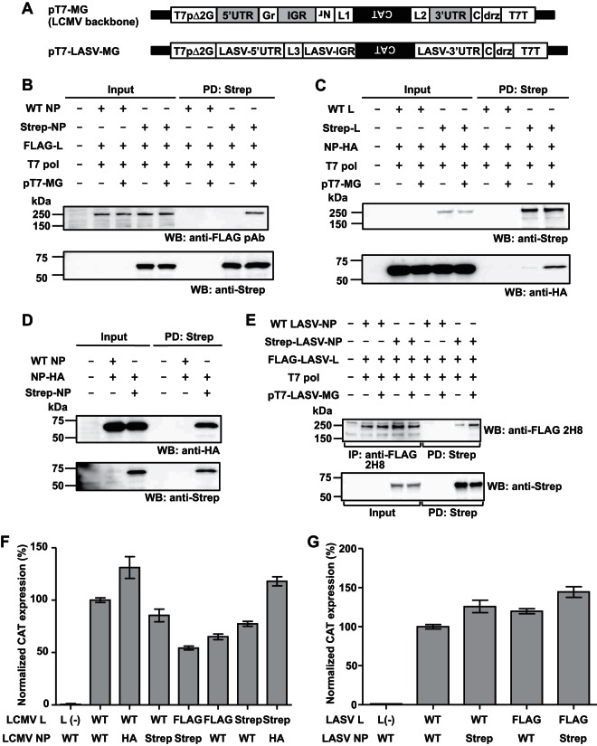 FIG 1